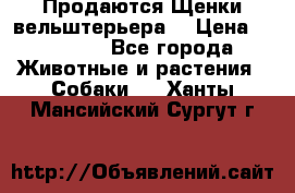 Продаются Щенки вельштерьера  › Цена ­ 27 000 - Все города Животные и растения » Собаки   . Ханты-Мансийский,Сургут г.